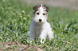 FOX TERRIER 313